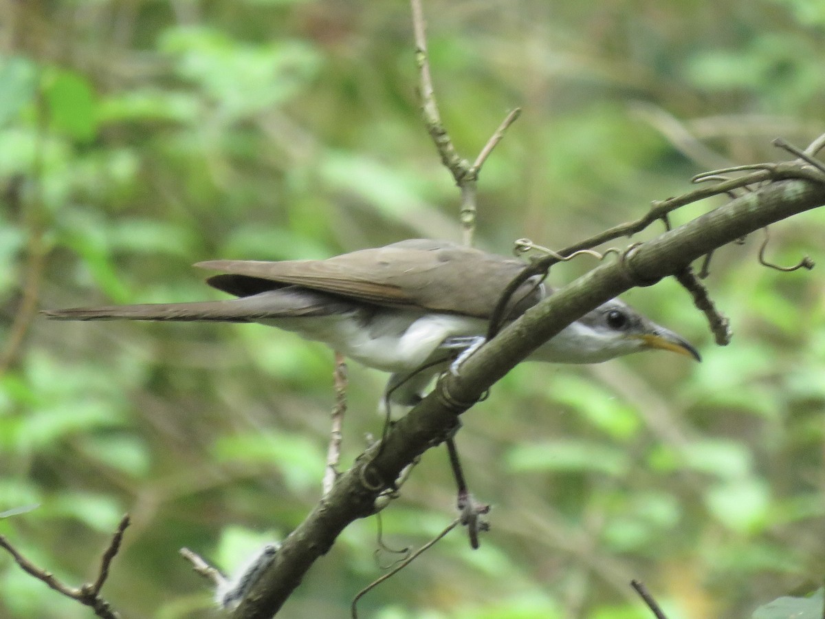 Yellow-billed Cuckoo - ML617226466