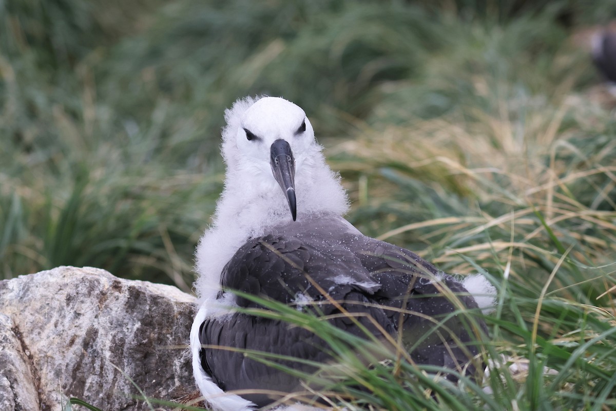 Black-browed Albatross - ML617226471