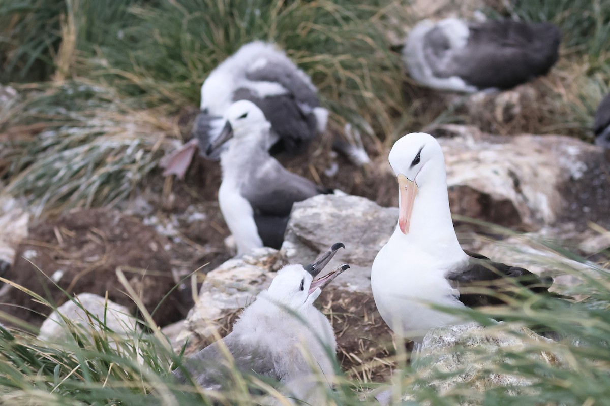 Black-browed Albatross - ML617226474