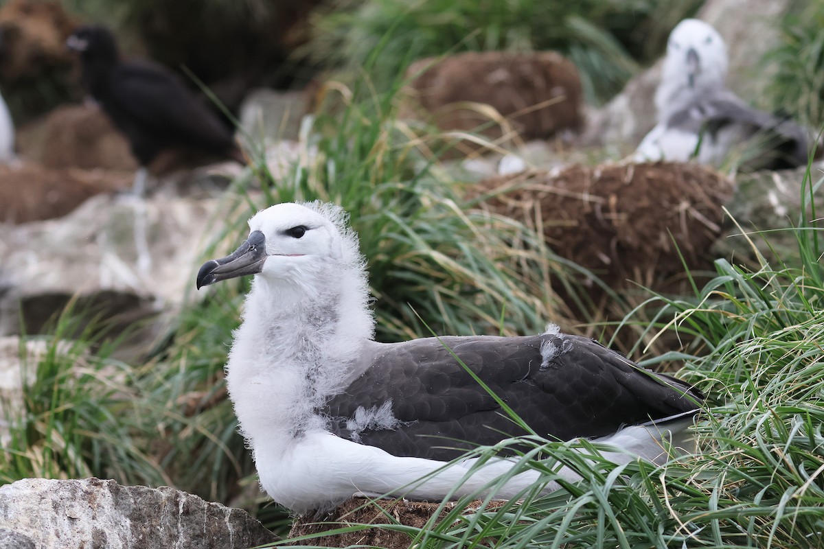 Black-browed Albatross - ML617226475