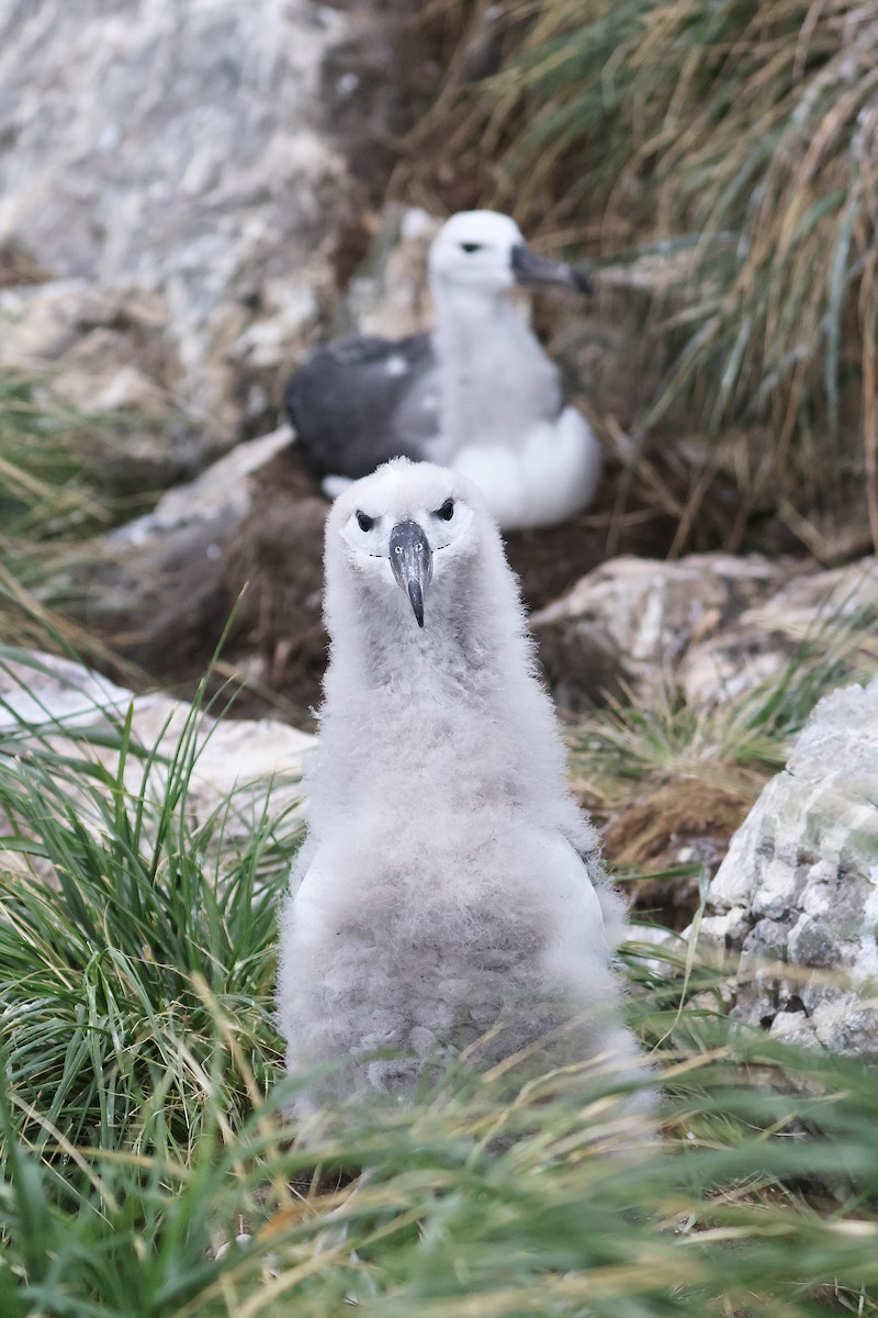 Black-browed Albatross - ML617226477