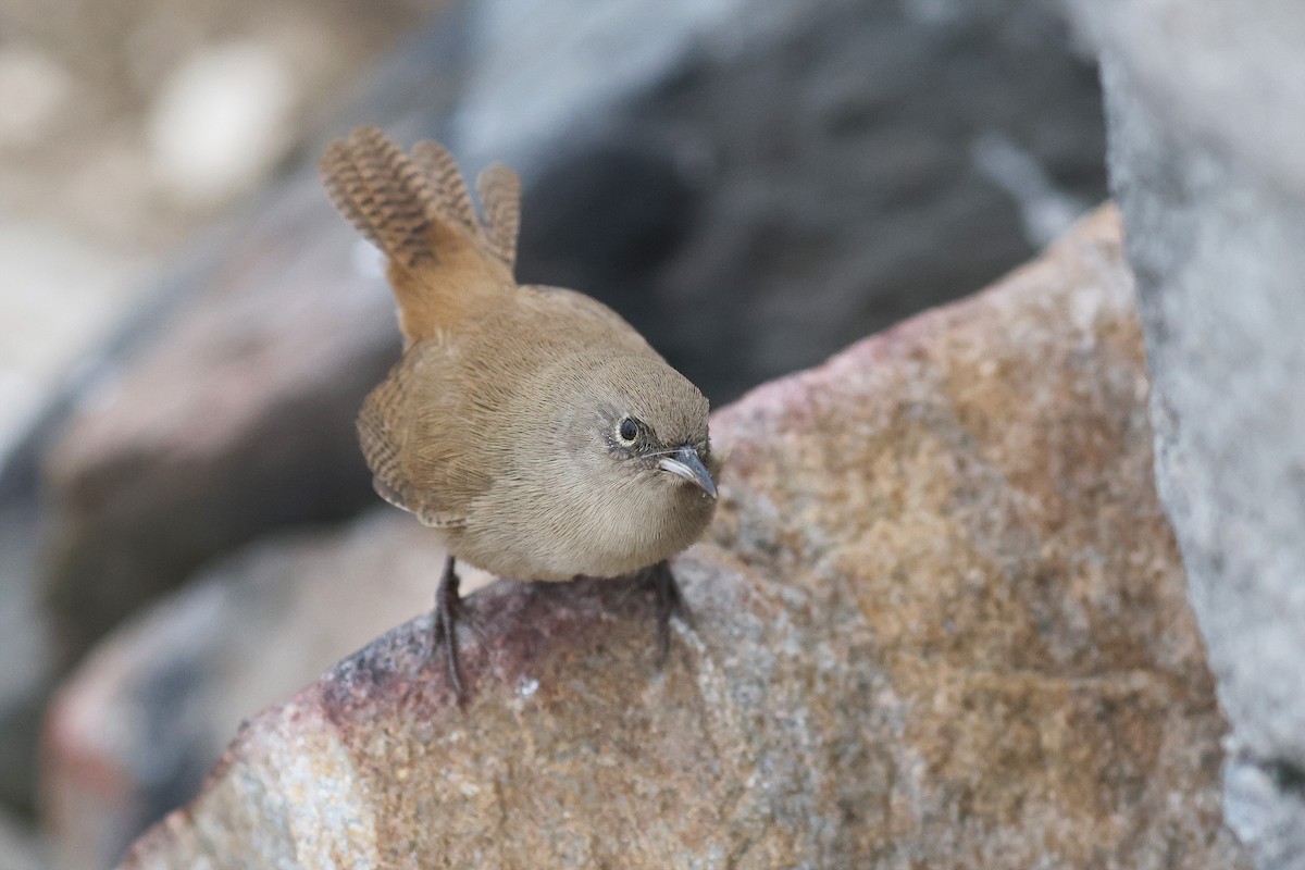 Cobb's Wren - Fabrice Schmitt