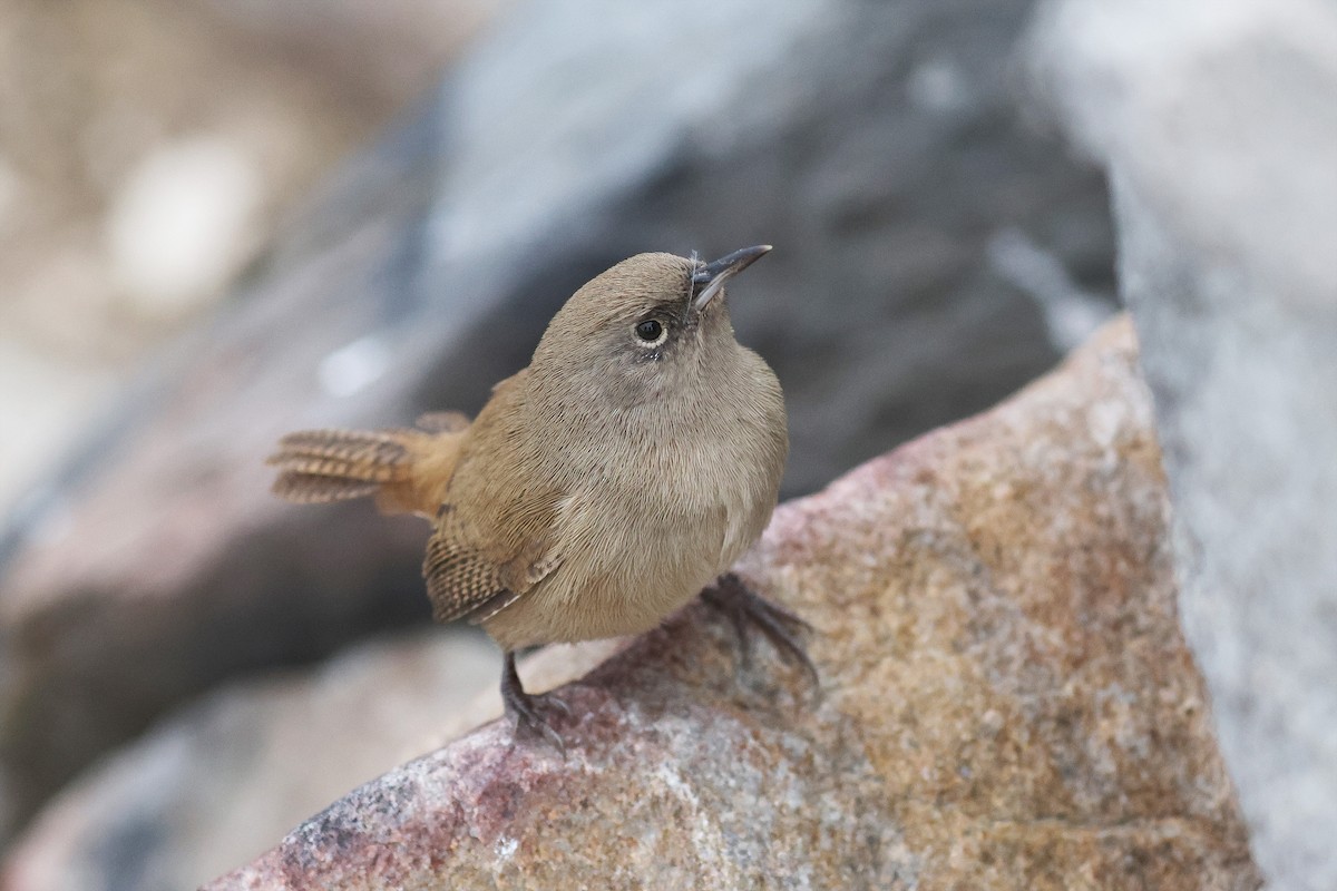 Cobb's Wren - Fabrice Schmitt