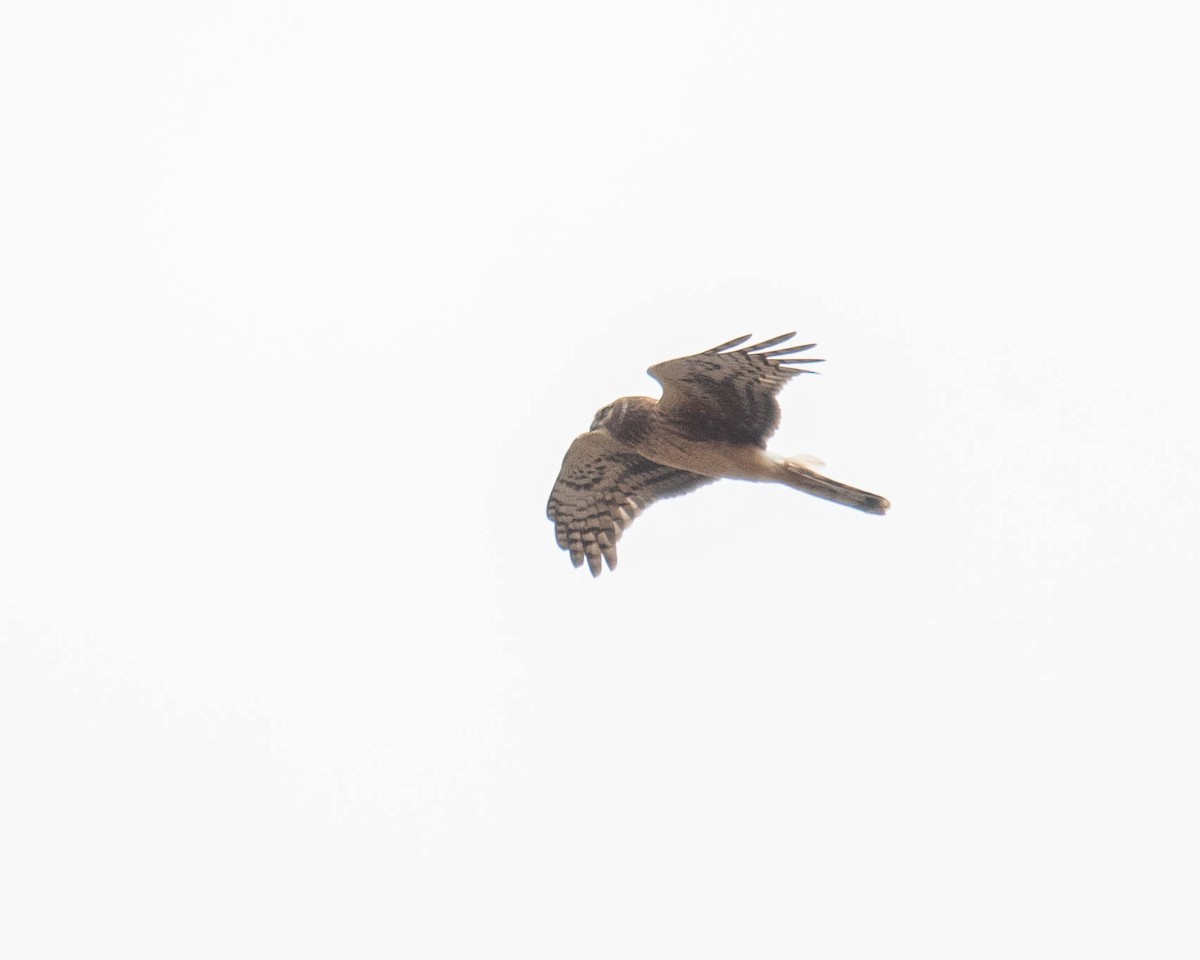 Northern Harrier - ML617226536