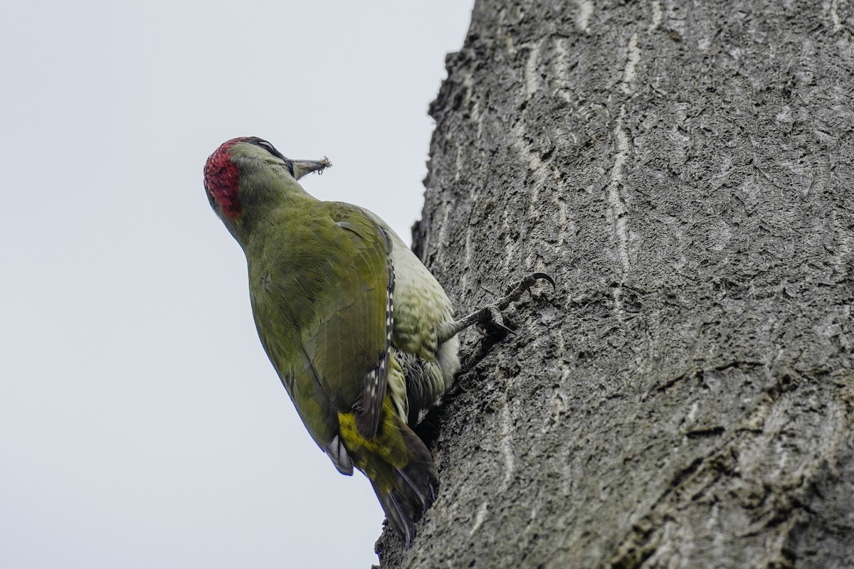Eurasian Green Woodpecker - ML617226573