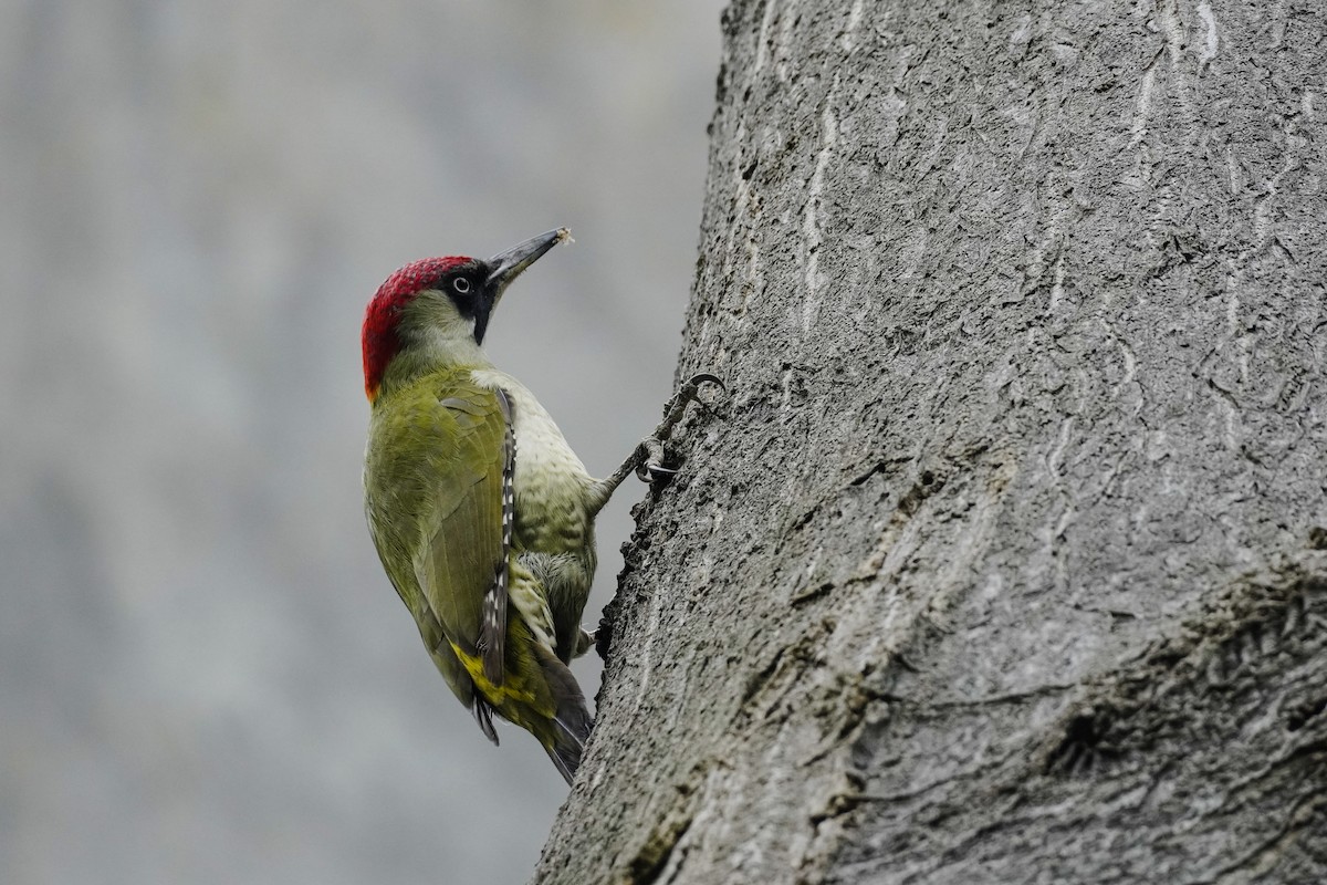 Eurasian Green Woodpecker - ML617226574