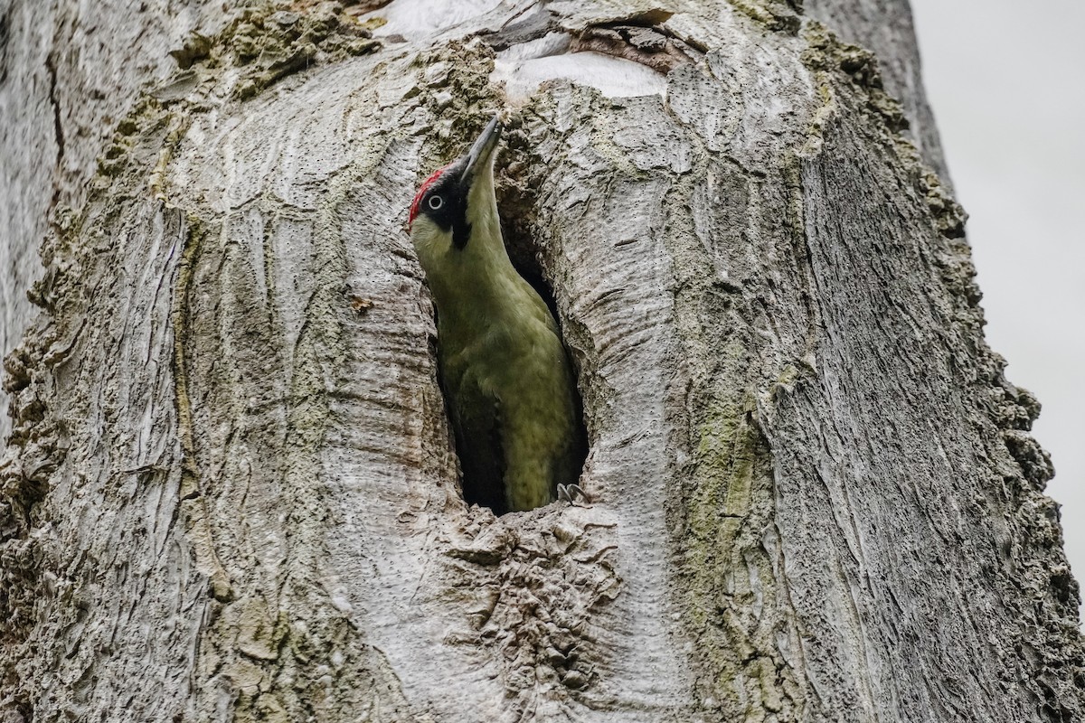 Eurasian Green Woodpecker - ML617226576