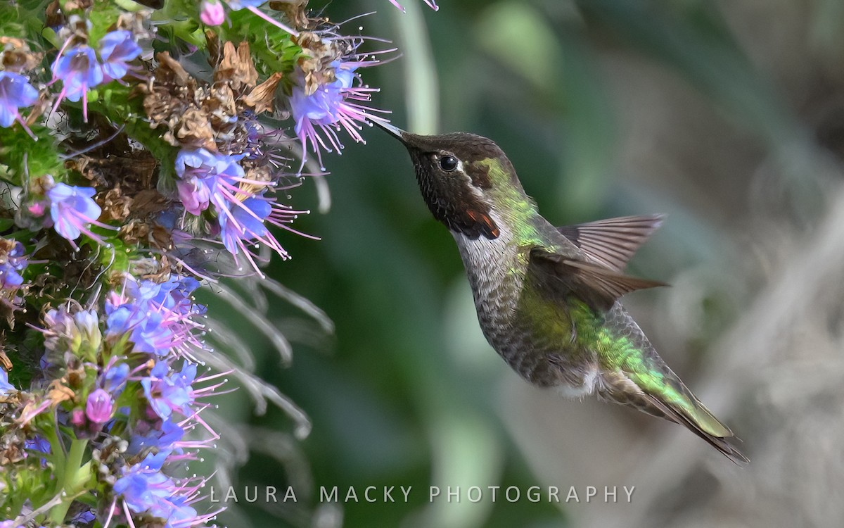 Anna's Hummingbird - Laura Macky
