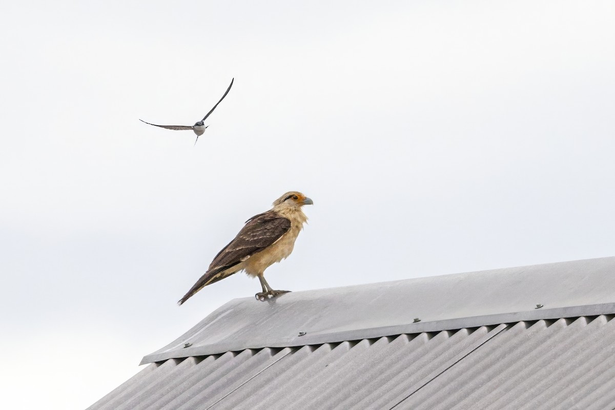 Yellow-headed Caracara - ML617226618