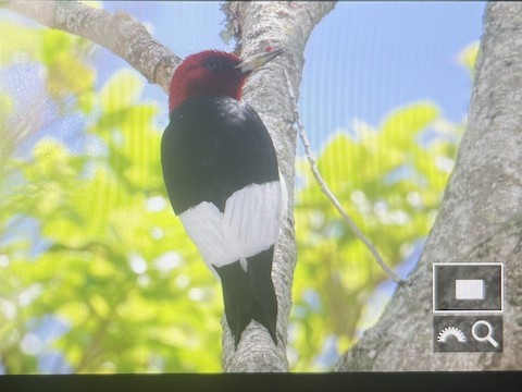 Red-headed Woodpecker - ML617226678