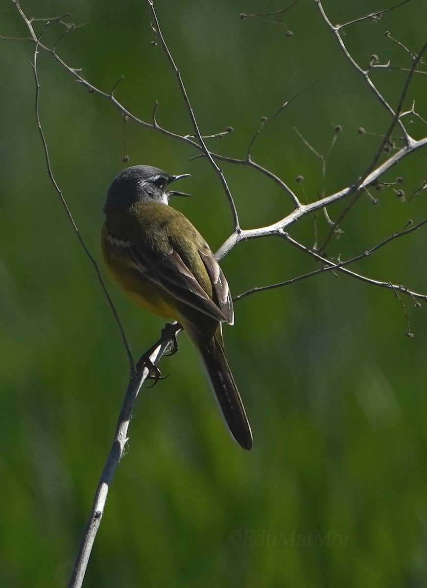 Western Yellow Wagtail - ML617226743