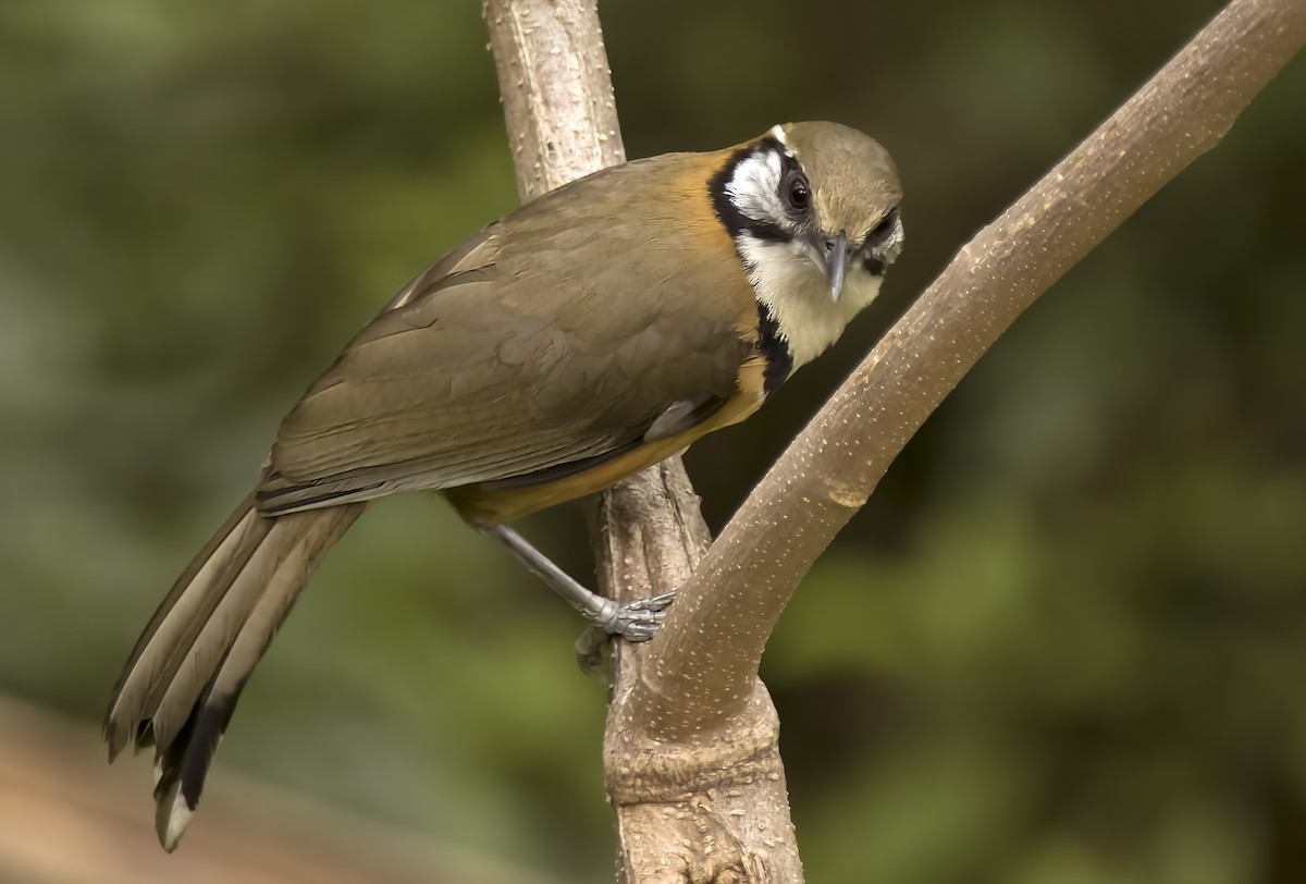 Greater Necklaced Laughingthrush - ML617226805