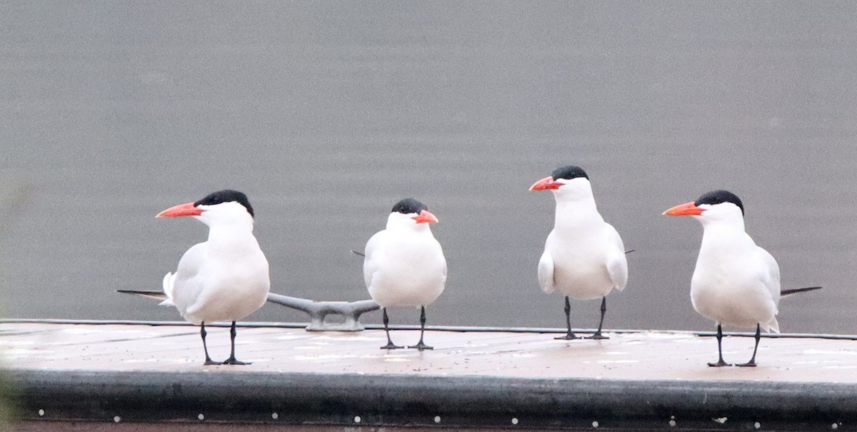 Caspian Tern - ML617226840