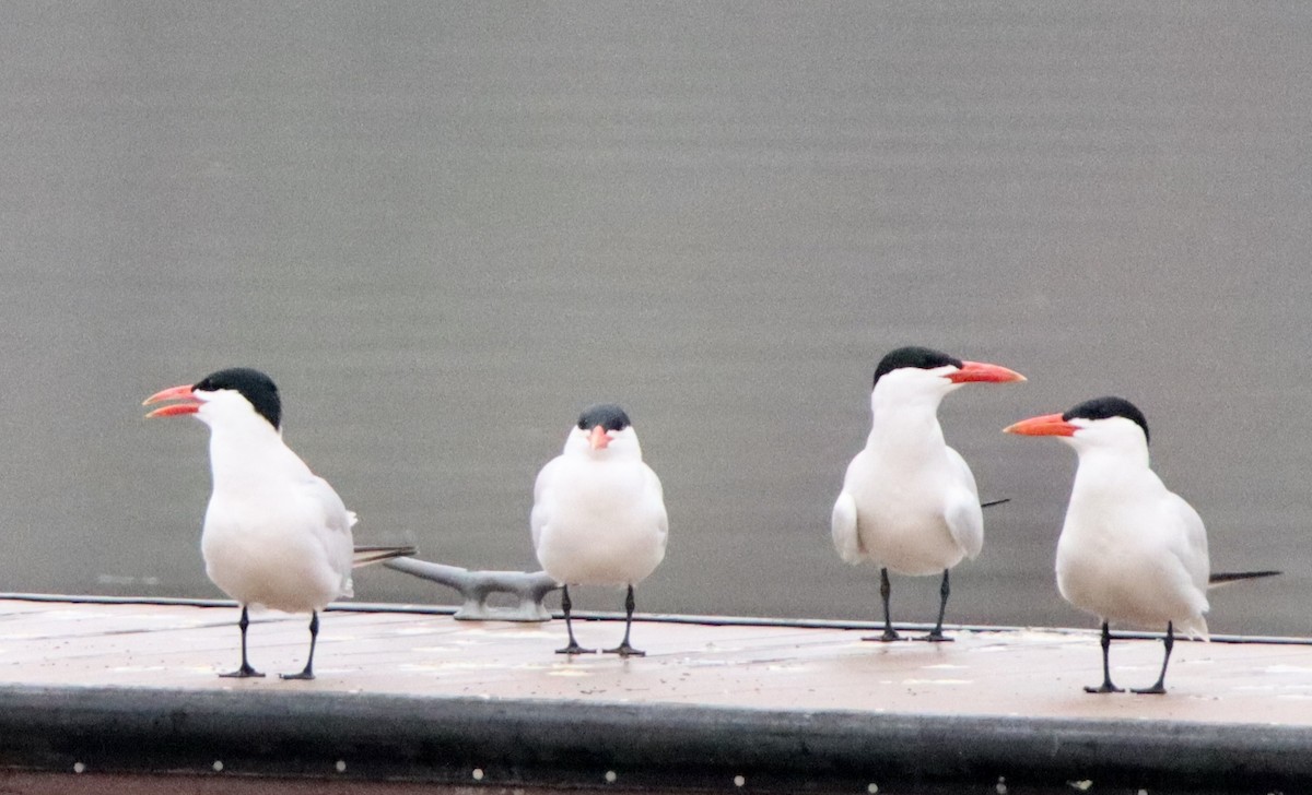 Caspian Tern - ML617226841