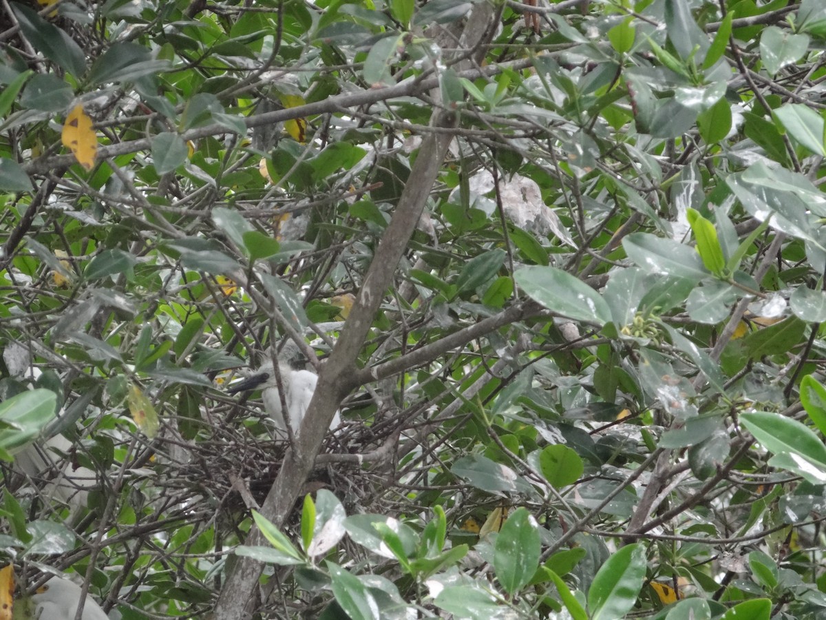 Snowy Egret - ML617226882