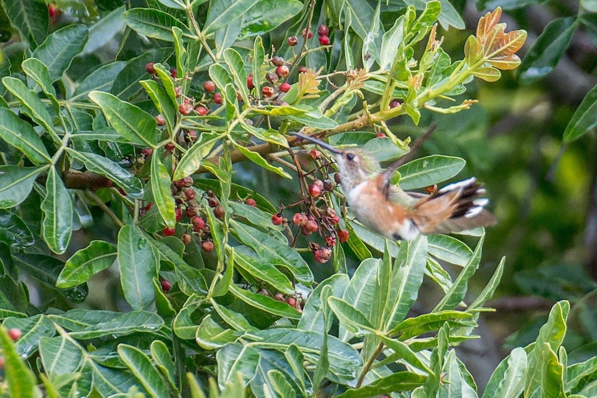 Allen's Hummingbird - ML617226890