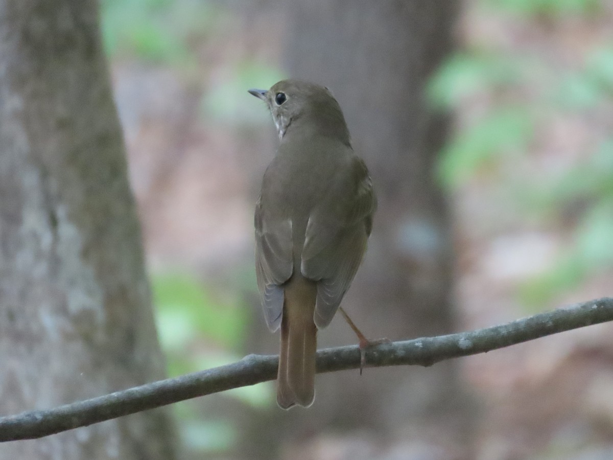 Hermit Thrush - ML617226932