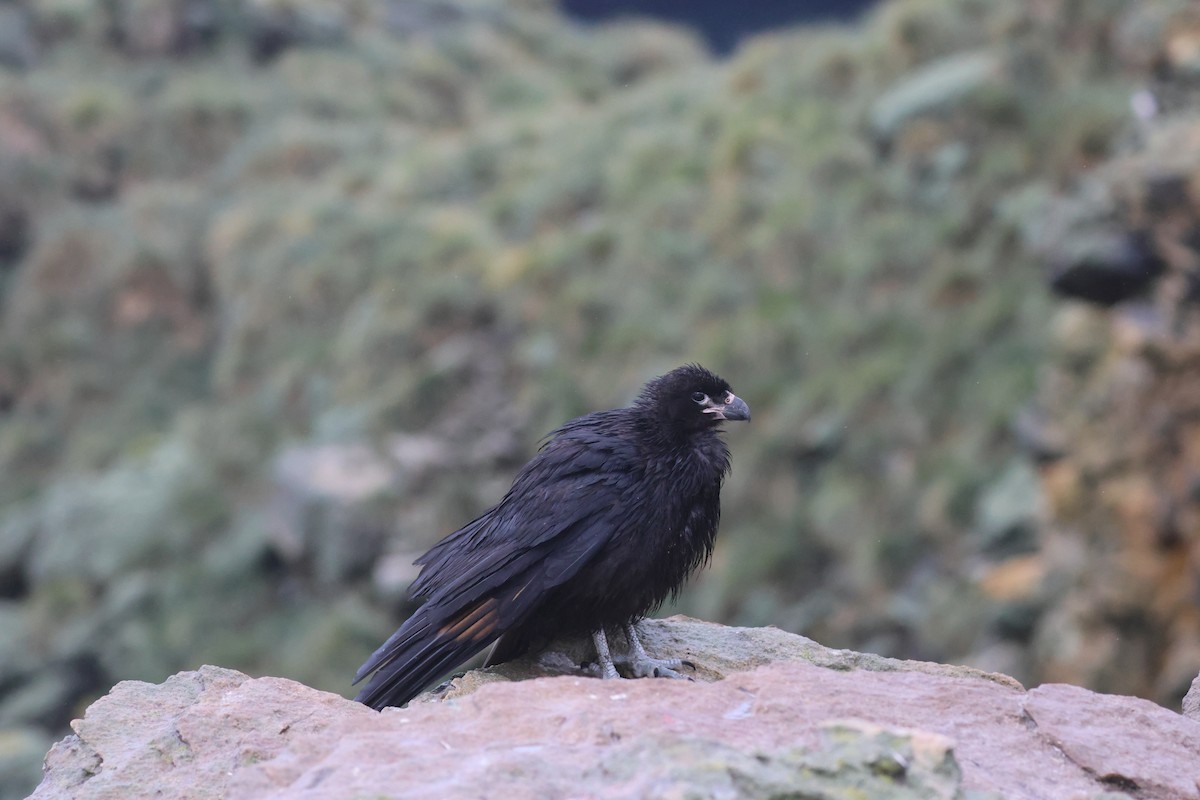 Striated Caracara - Fabrice Schmitt