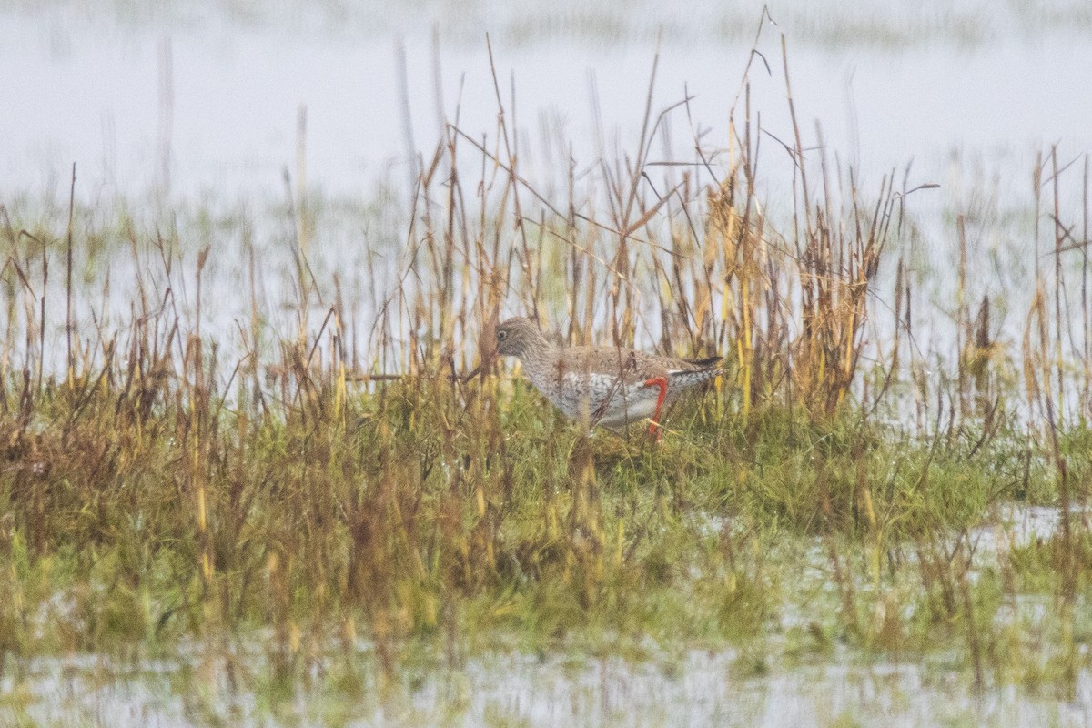 Common Redshank - ML617226954