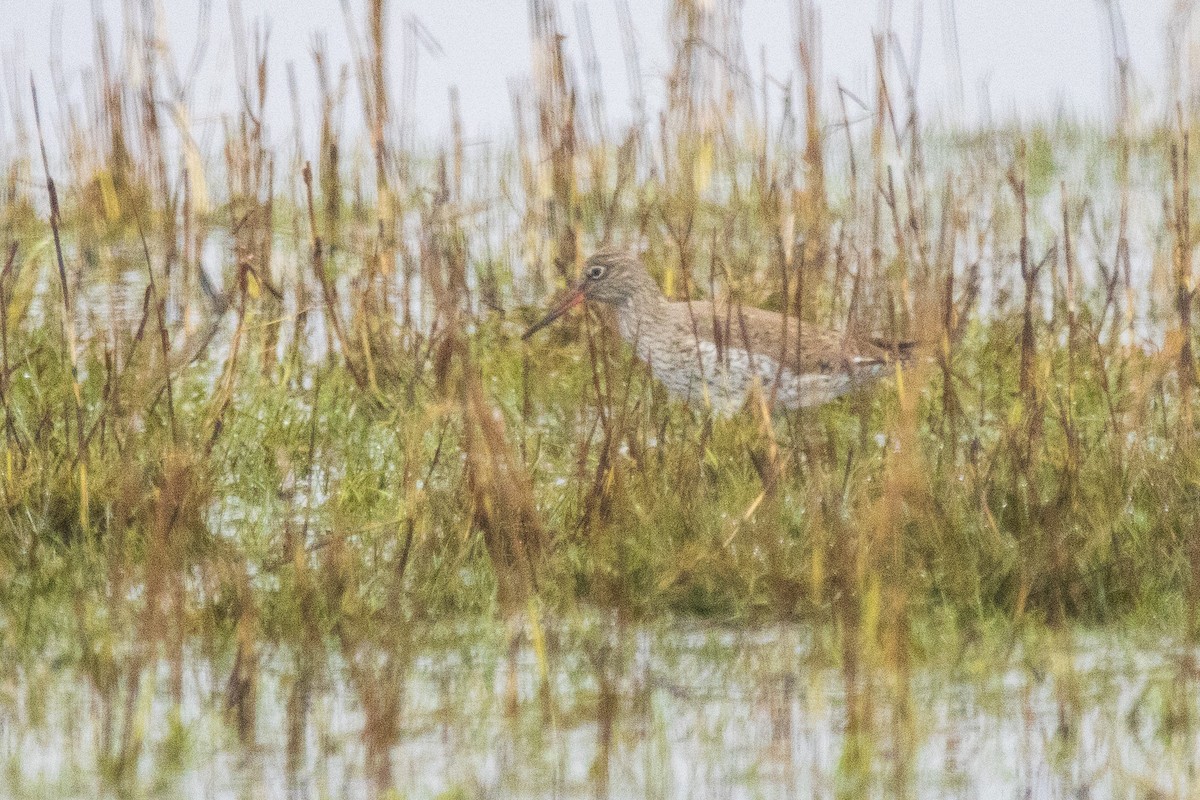 Common Redshank - ML617226955