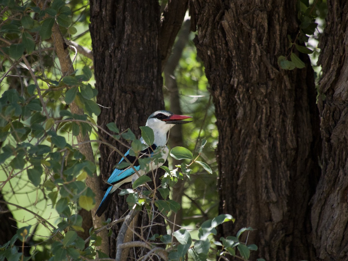 Woodland Kingfisher - ML617226960