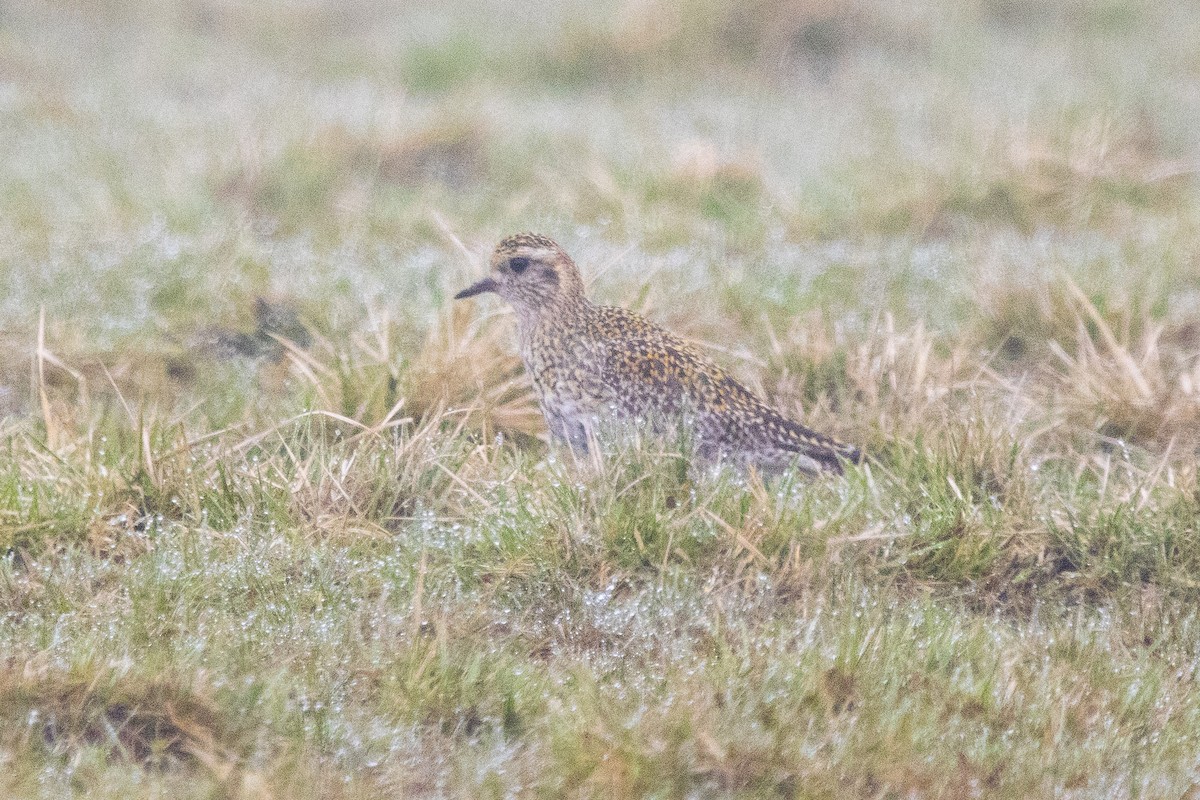 European Golden-Plover - ML617227018