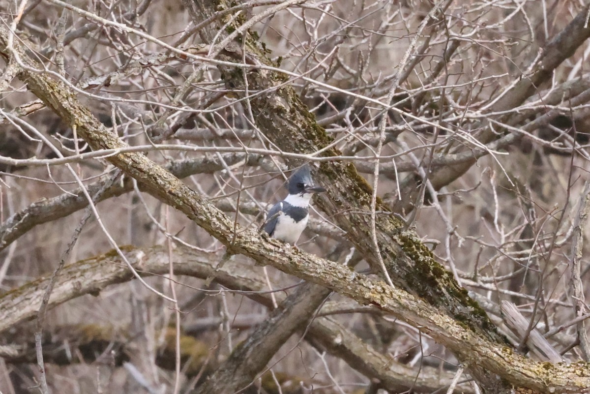 Belted Kingfisher - ML617227037