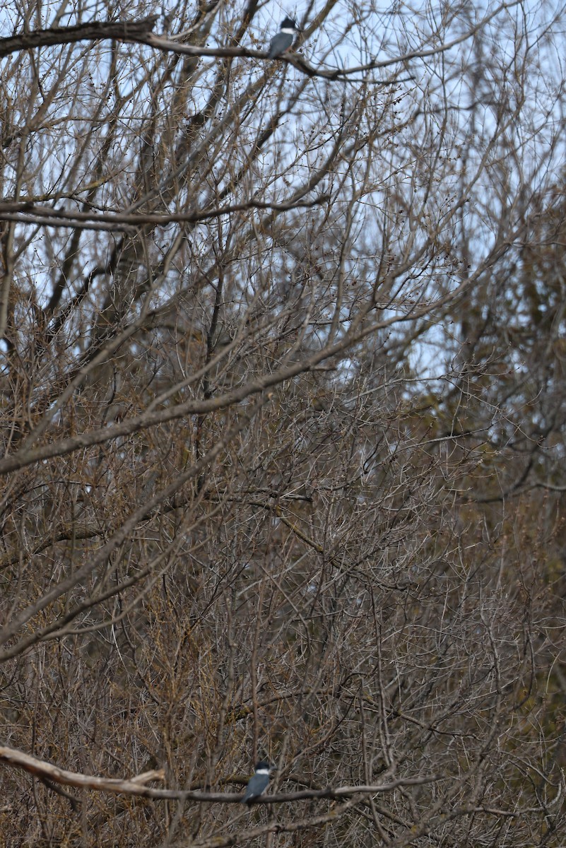 Belted Kingfisher - ML617227038