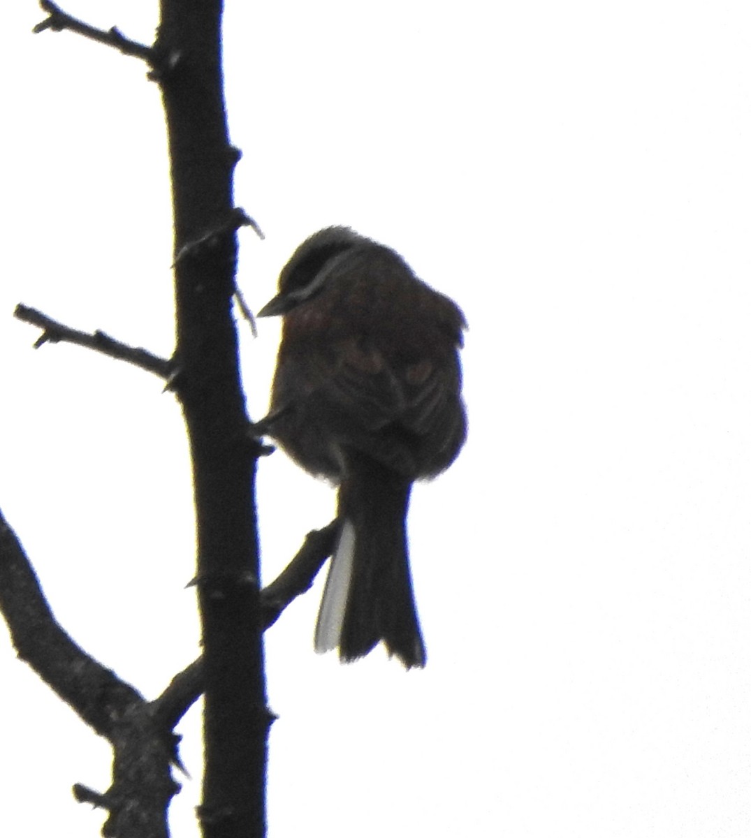 White-capped Bunting - ML617227053