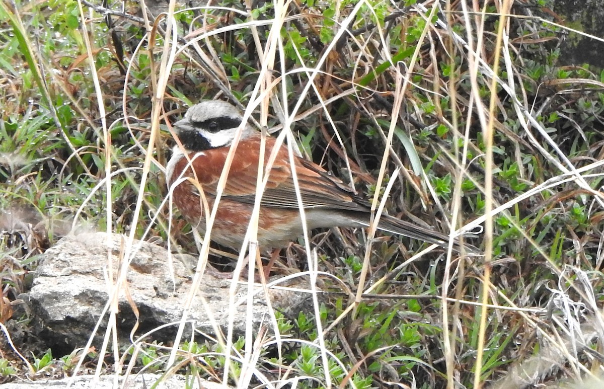 White-capped Bunting - ML617227054