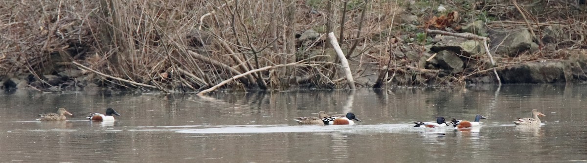 Northern Shoveler - ML617227098
