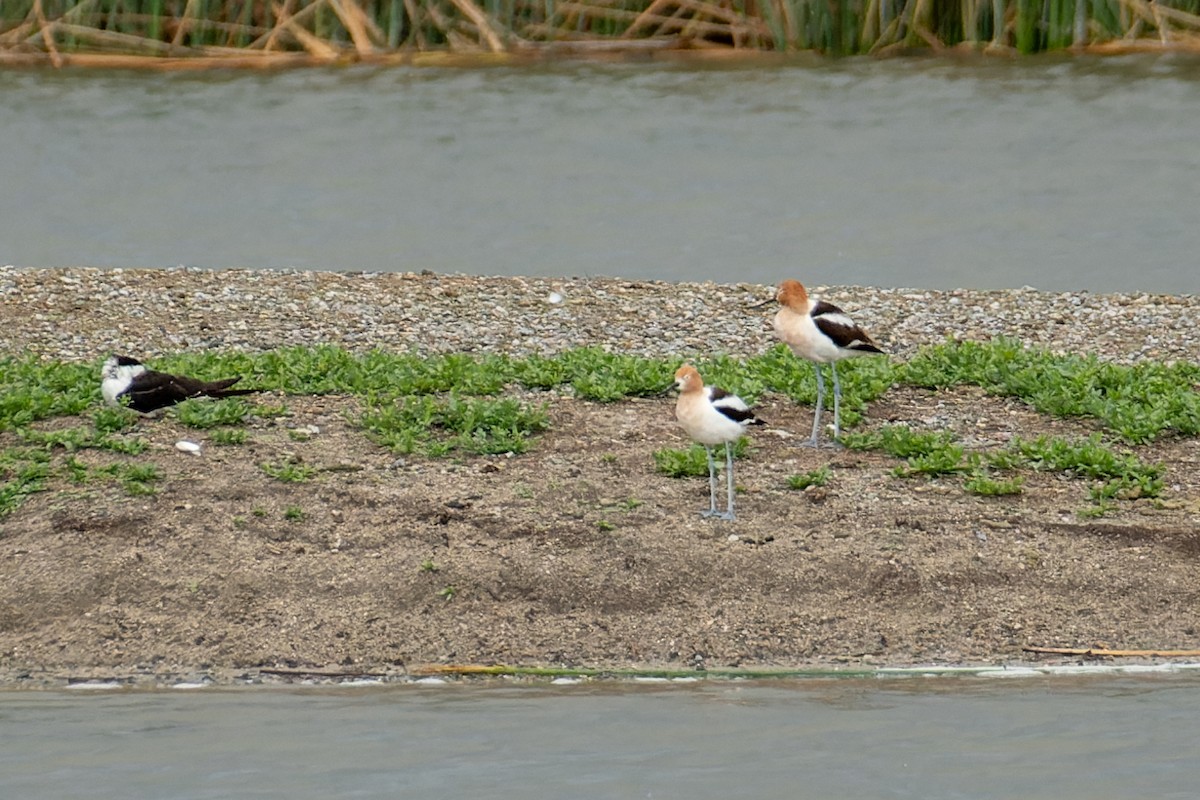 American Avocet - ML617227142