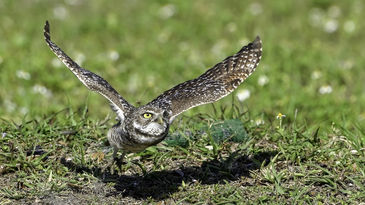 Burrowing Owl - David Baker