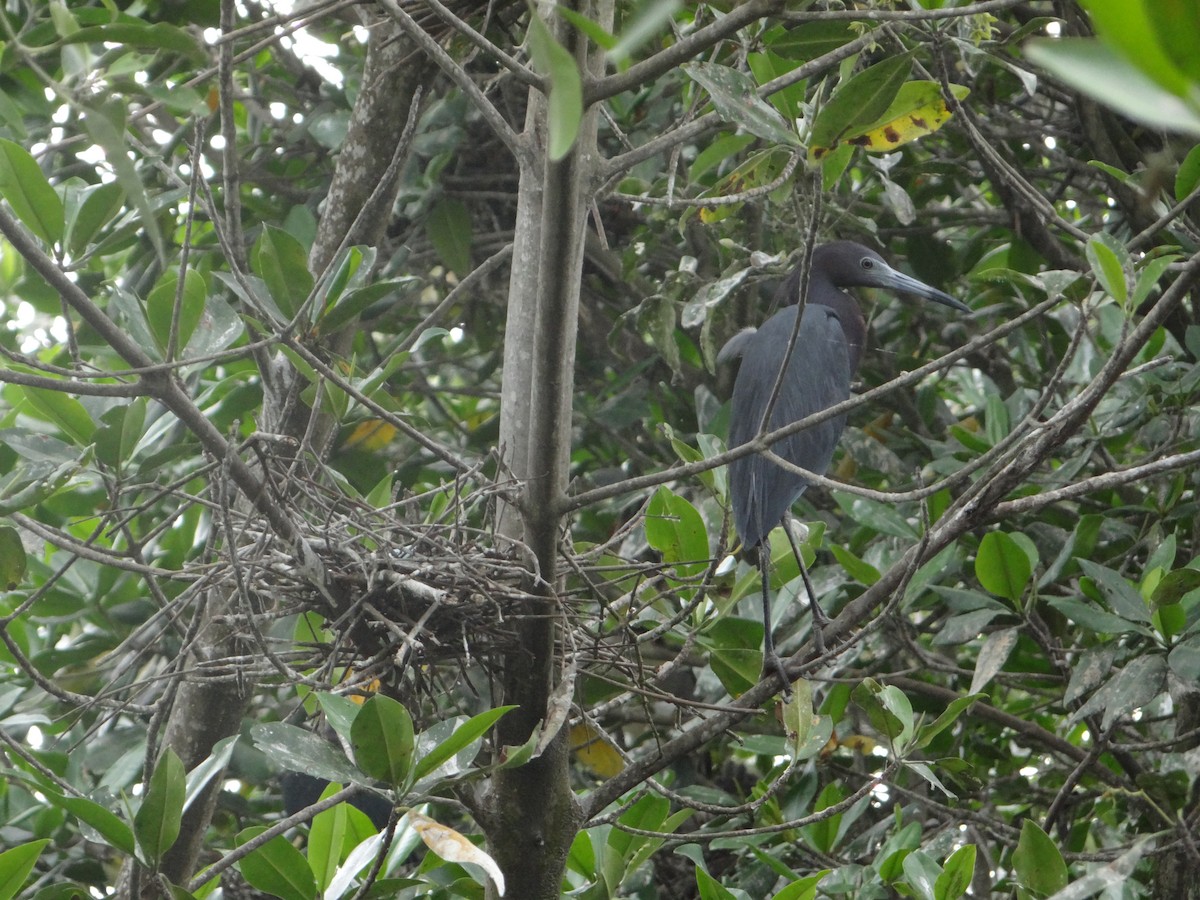 Little Blue Heron - Francisco Sornoza