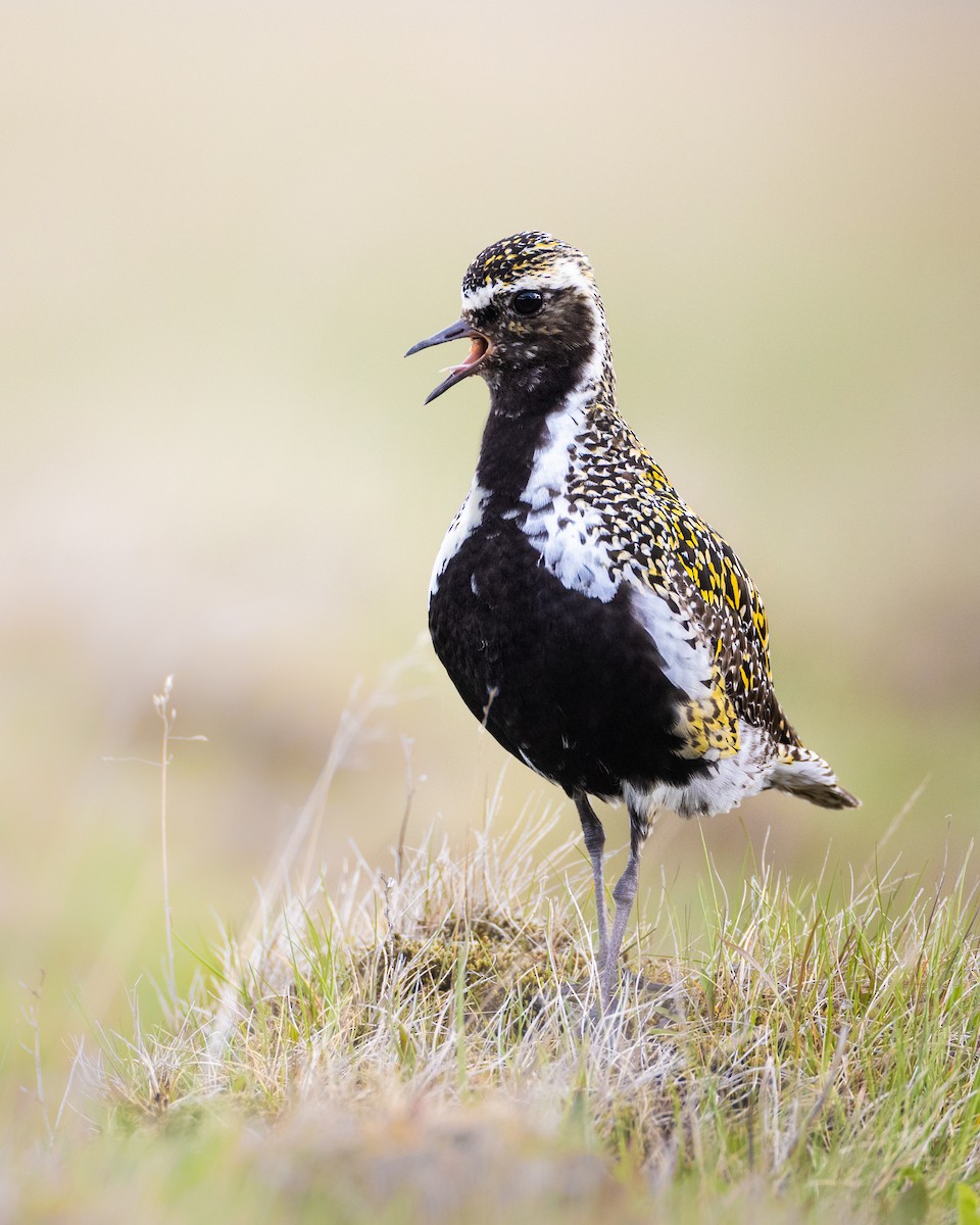 European Golden-Plover - ML617227222