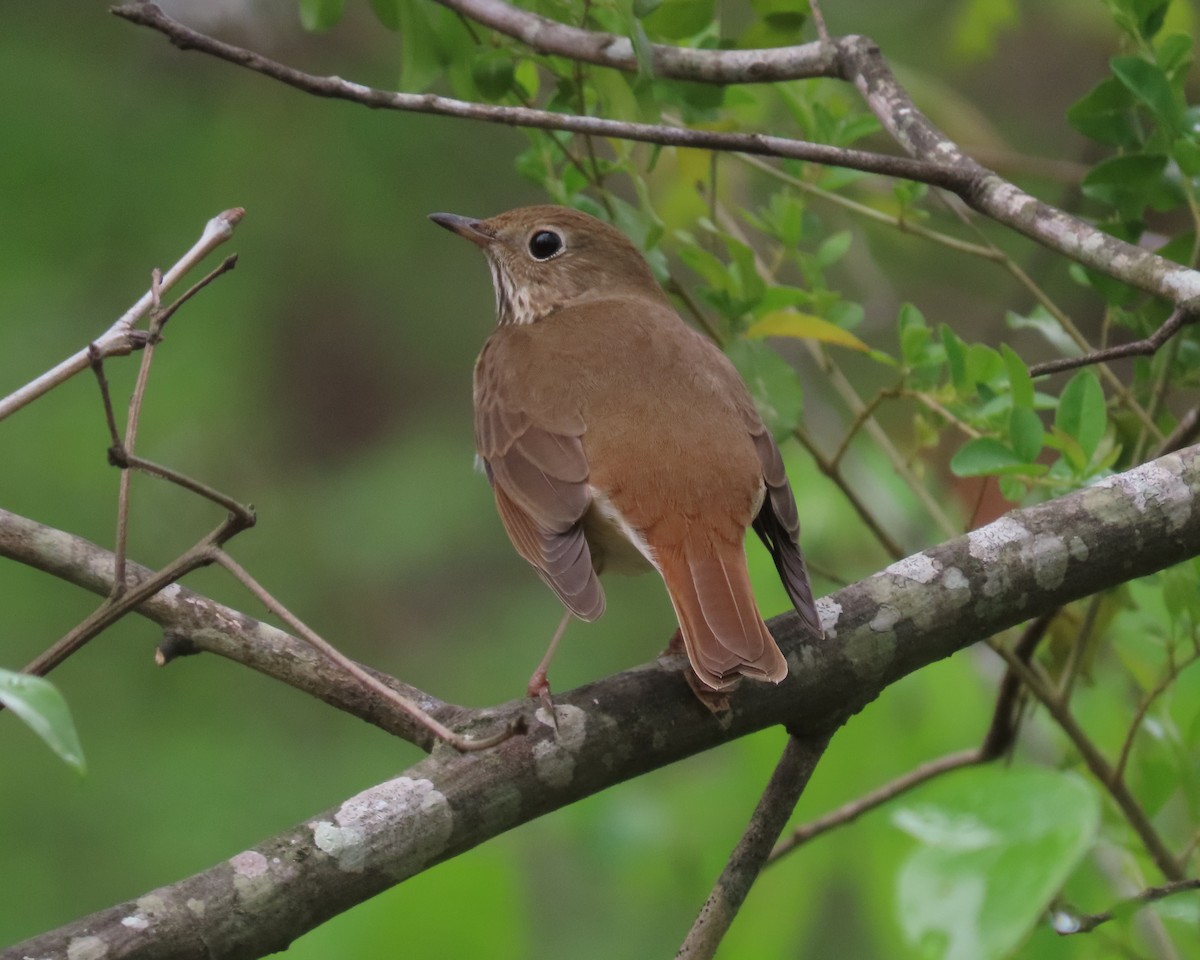 Hermit Thrush - ML617227226