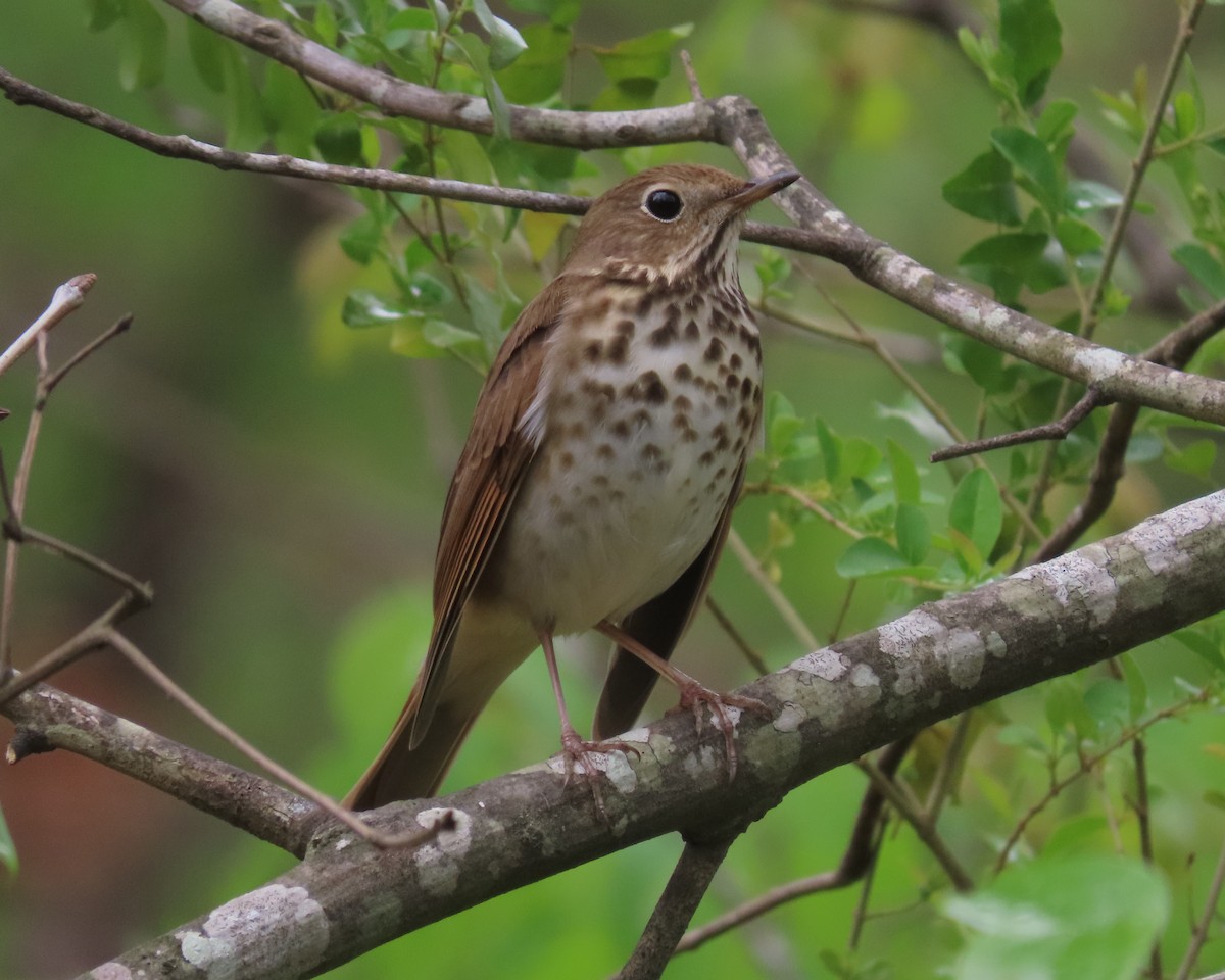 Hermit Thrush - ML617227227