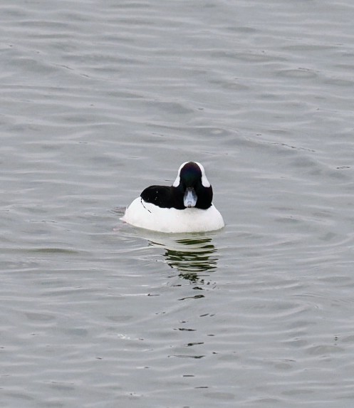 Bufflehead - ML617227232