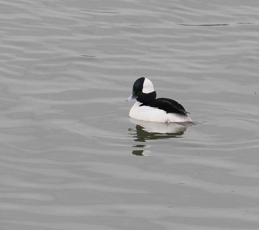 Bufflehead - René Désilets