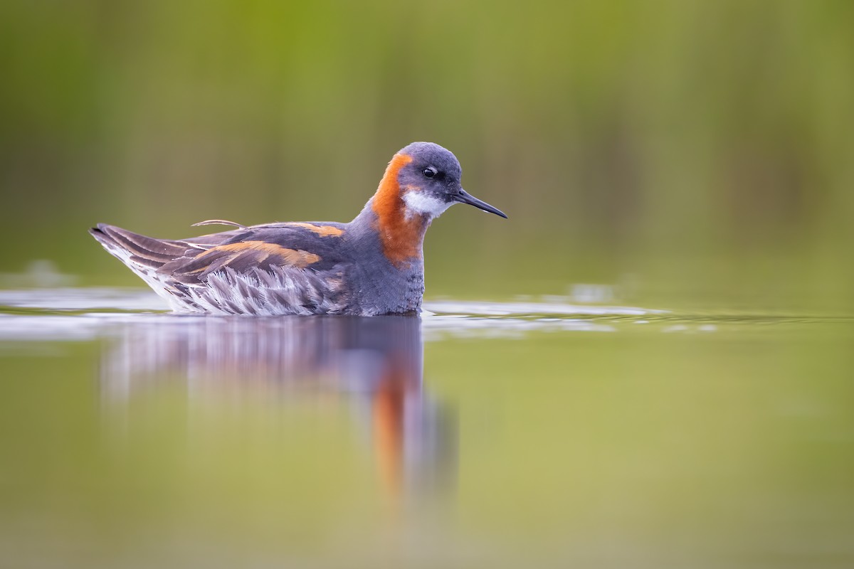 Red-necked Phalarope - ML617227246