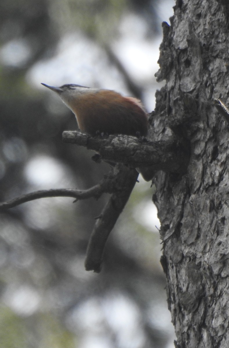 Kashmir Nuthatch - ML617227249