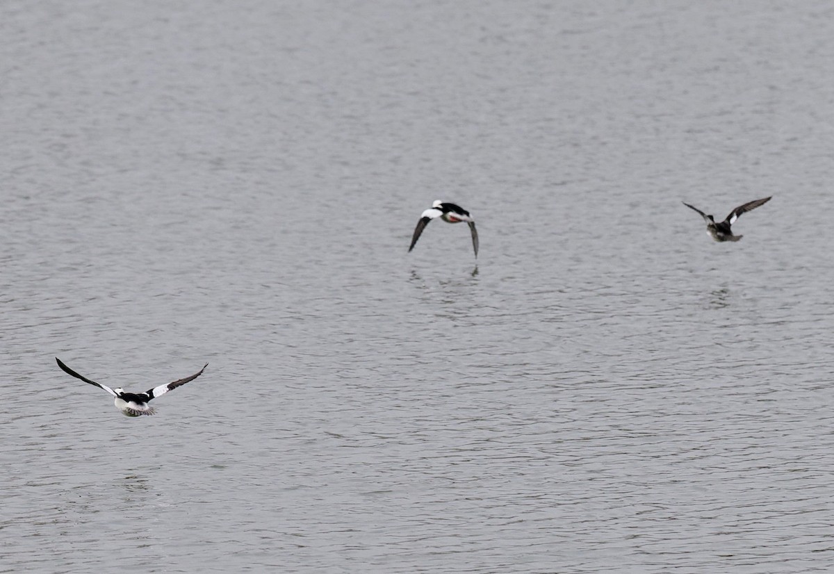 Bufflehead - René Désilets