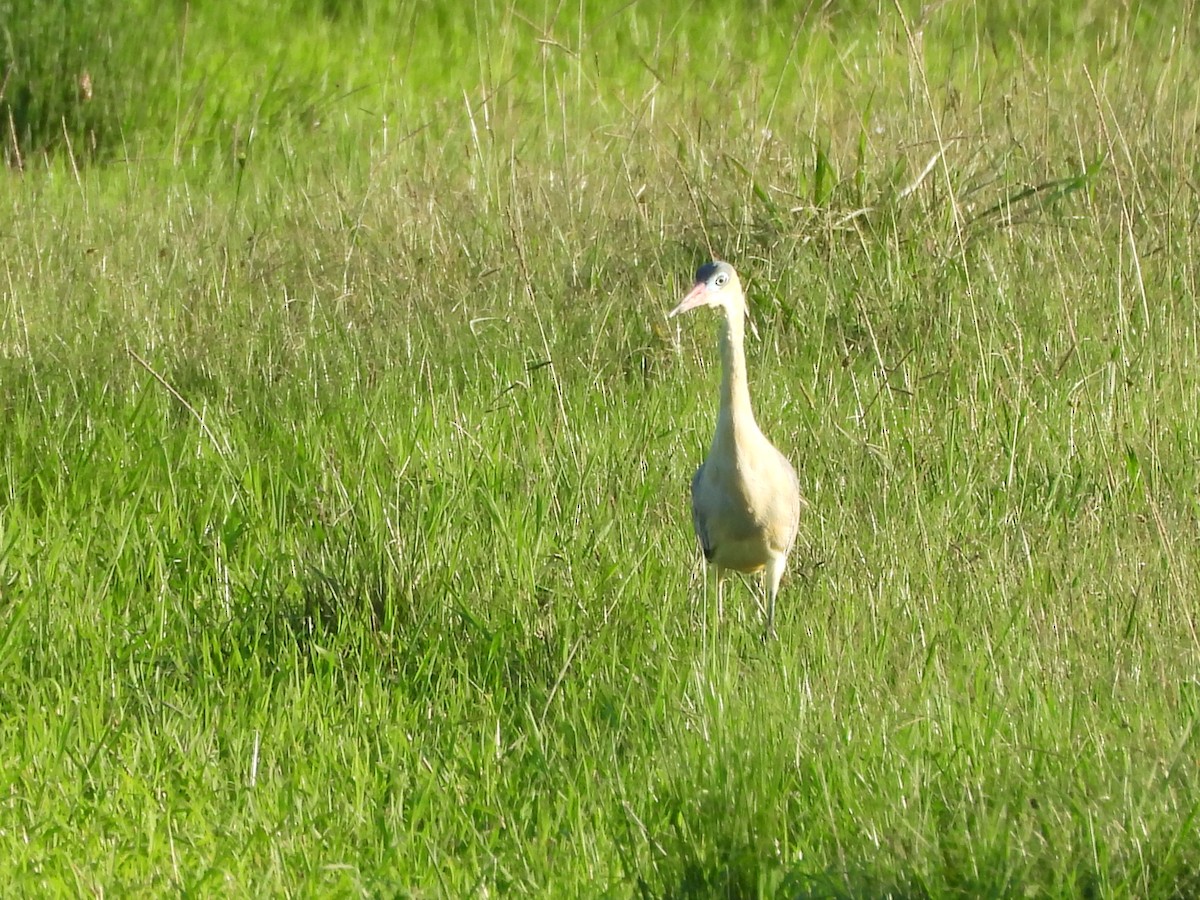 Whistling Heron - Margarita González