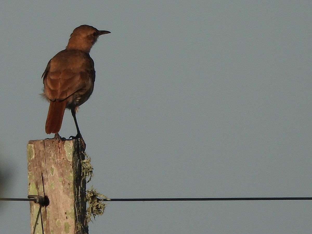 Rufous Hornero - Margarita González