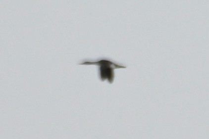 merganser sp. - ML617227311