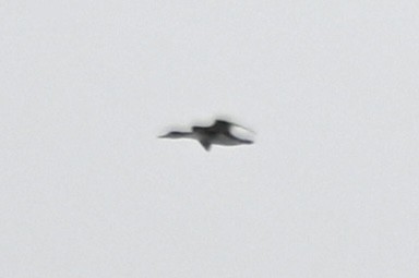 merganser sp. - ML617227313