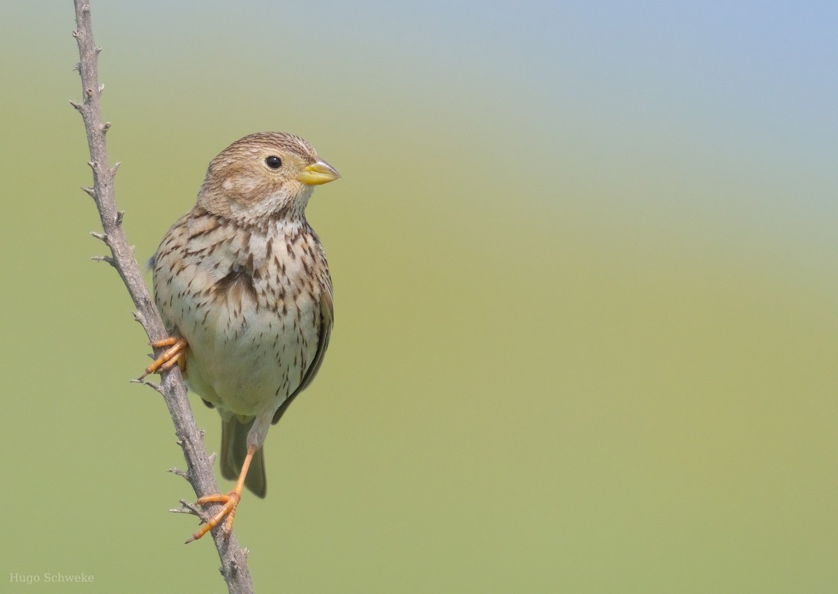 Corn Bunting - ML617227321