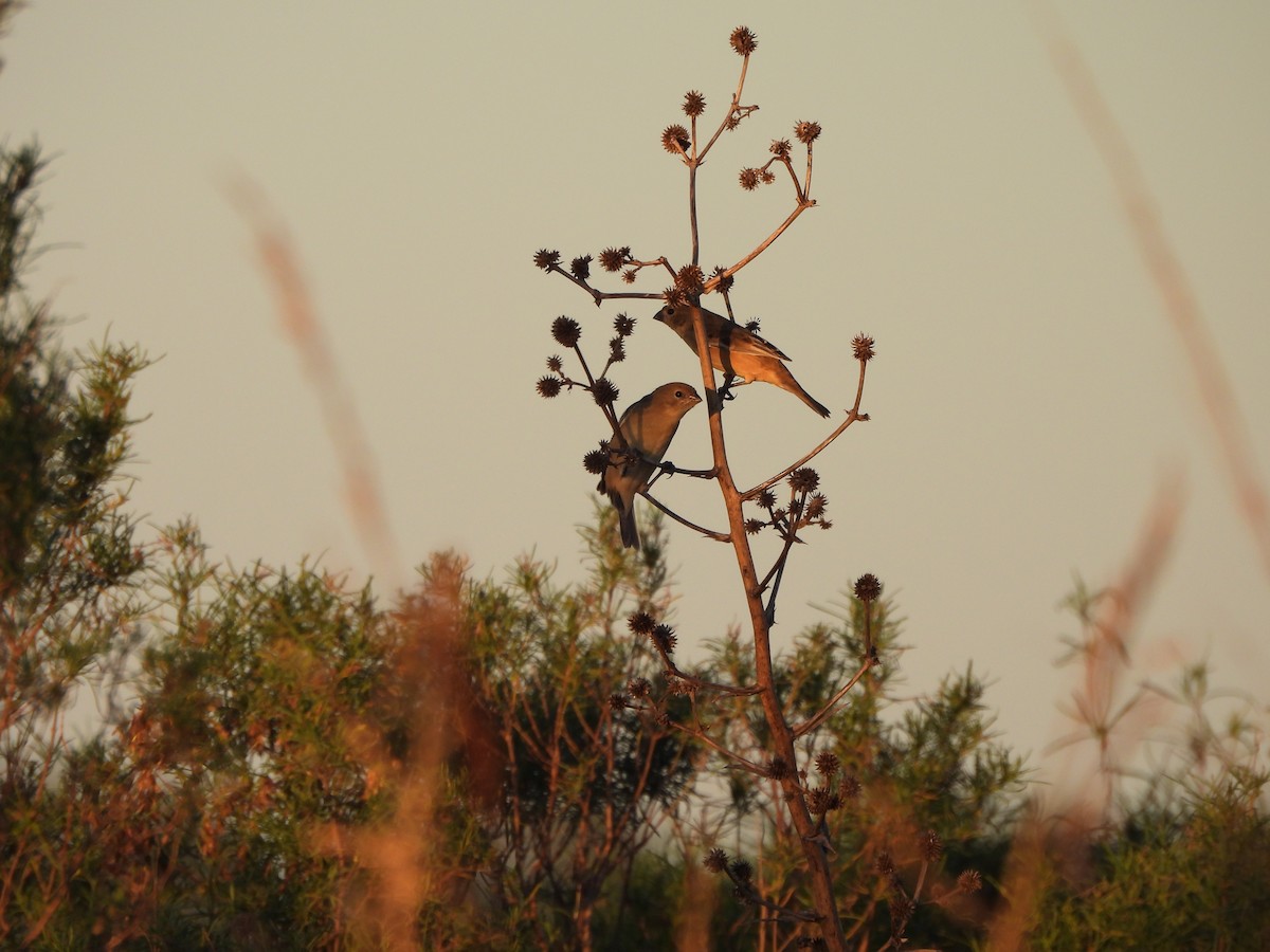 Chestnut Seedeater - ML617227324