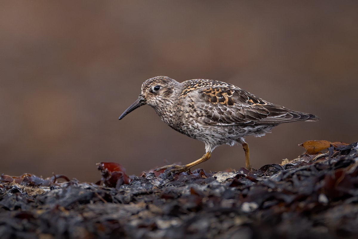 Purple Sandpiper - Grzegorz Długosz