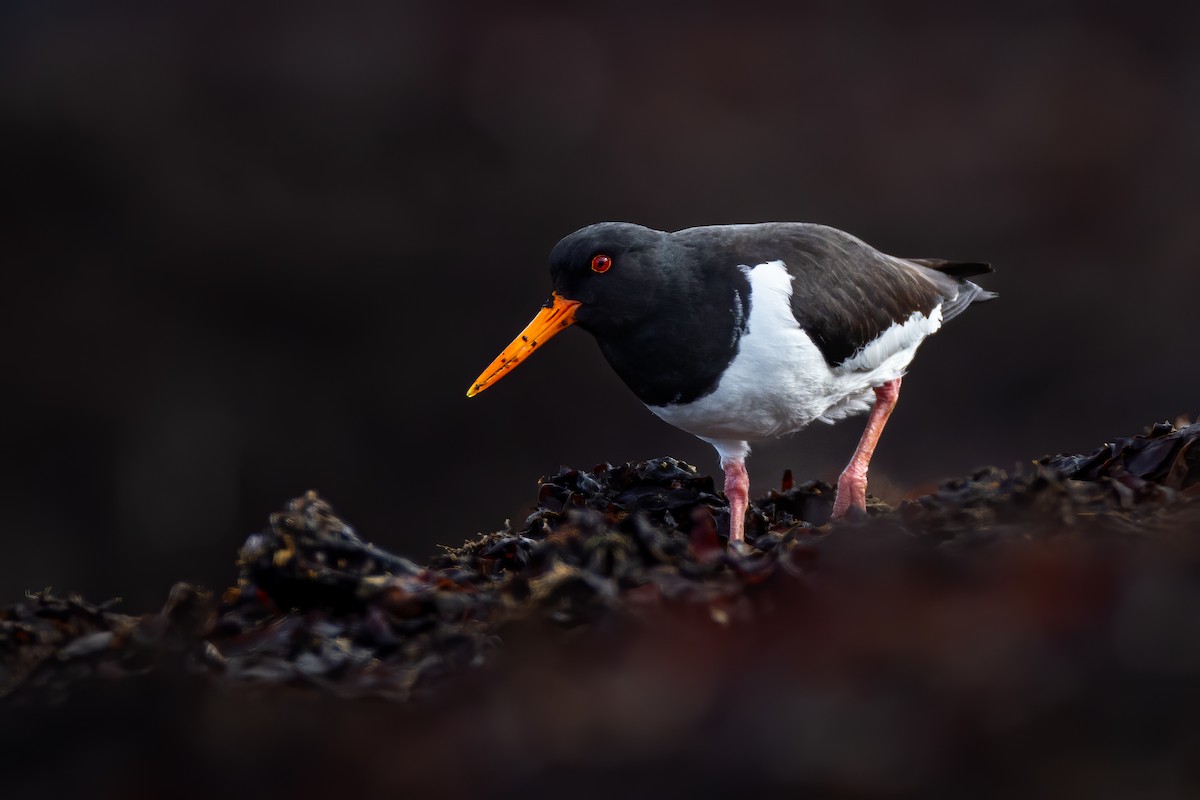 Eurasian Oystercatcher - ML617227333